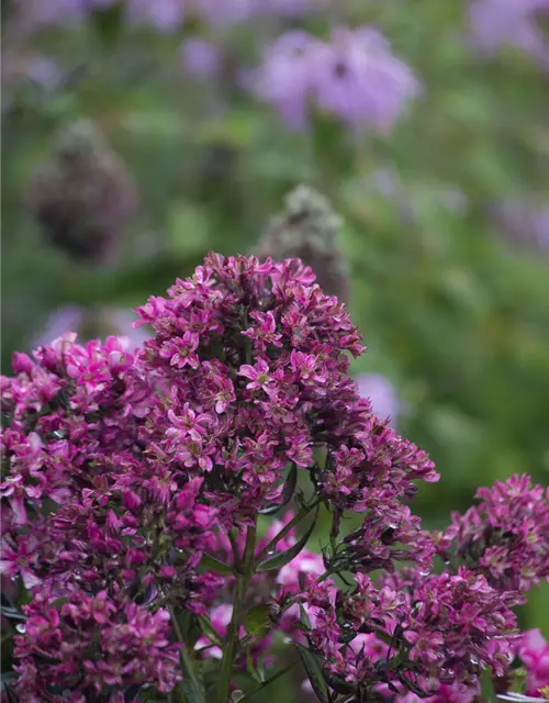 Hohe Flammenblume