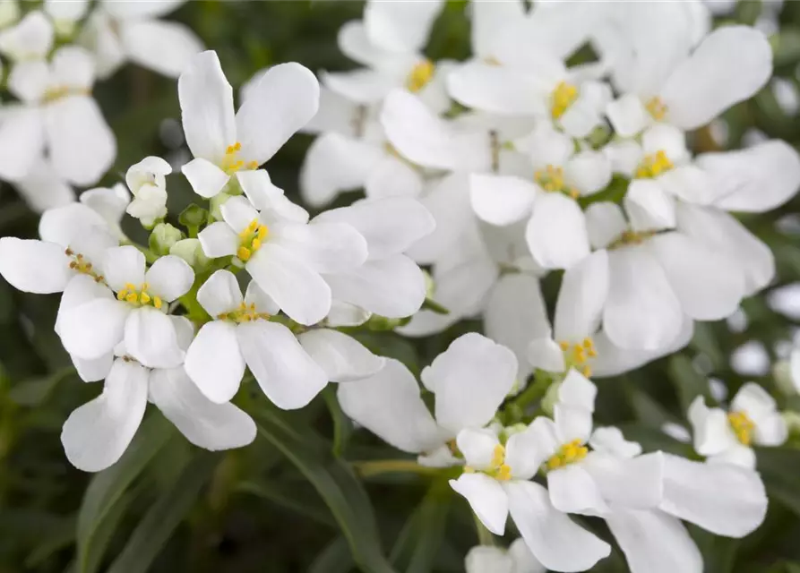 Iberis sempervirens 'Appen-Etz'