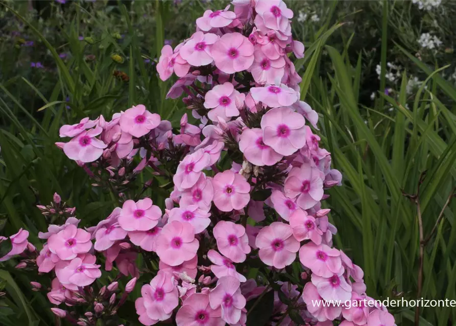 Hohe Flammenblume