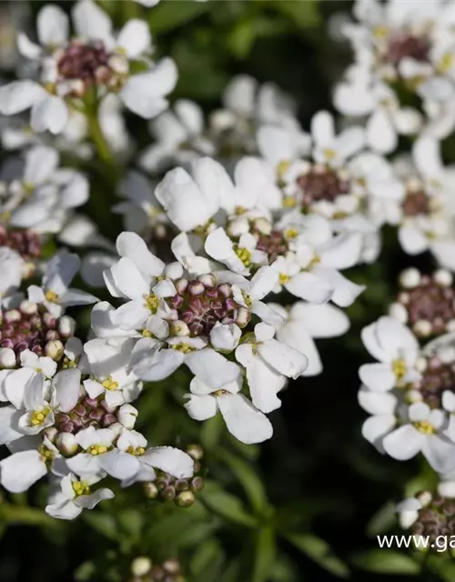 Iberis sempervirens 'Appen-Etz'