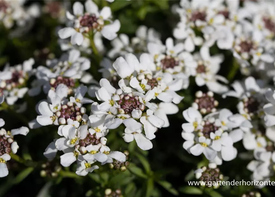 Iberis sempervirens 'Appen-Etz'