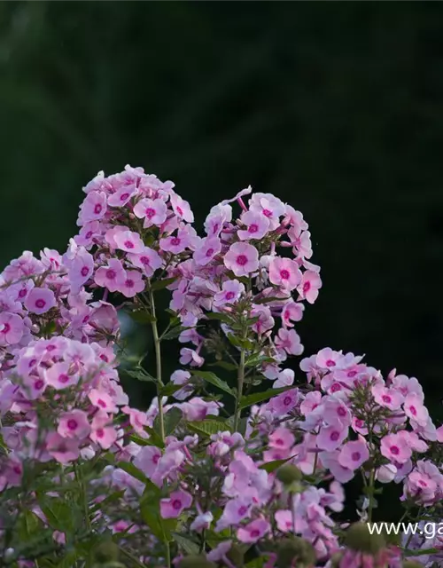 Hohe Flammenblume