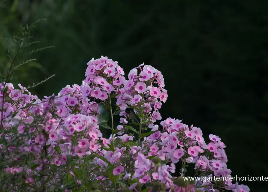 Hohe Flammenblume