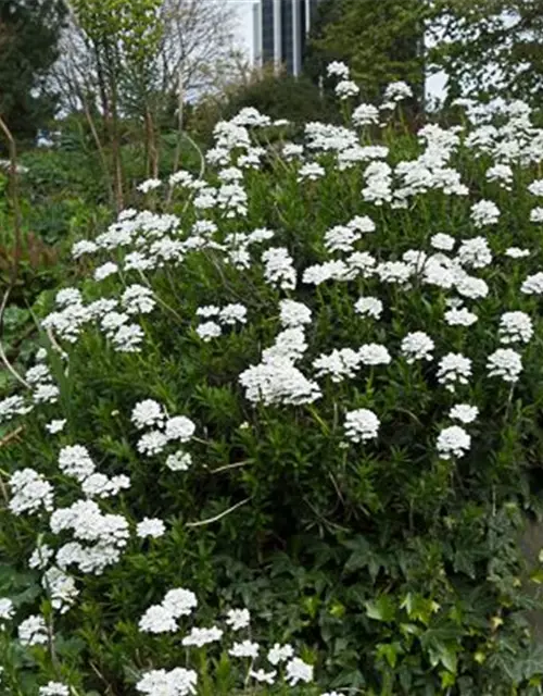 Iberis sempervirens 'Appen-Etz'