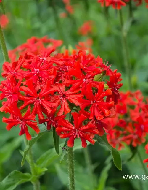 Lychnis chalcedonica