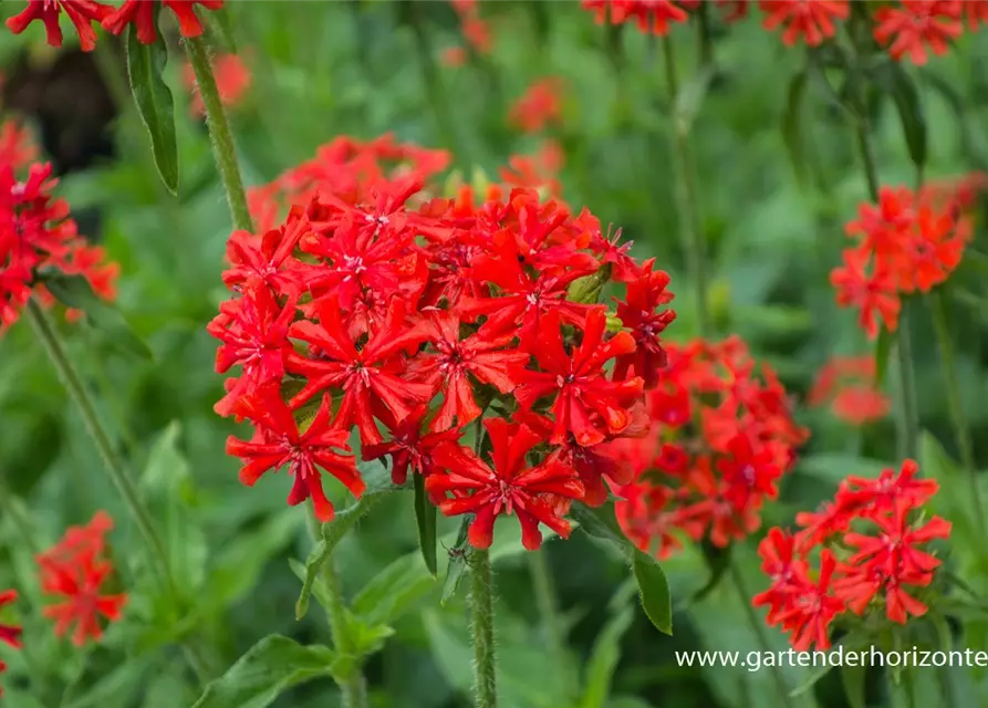 Lychnis chalcedonica