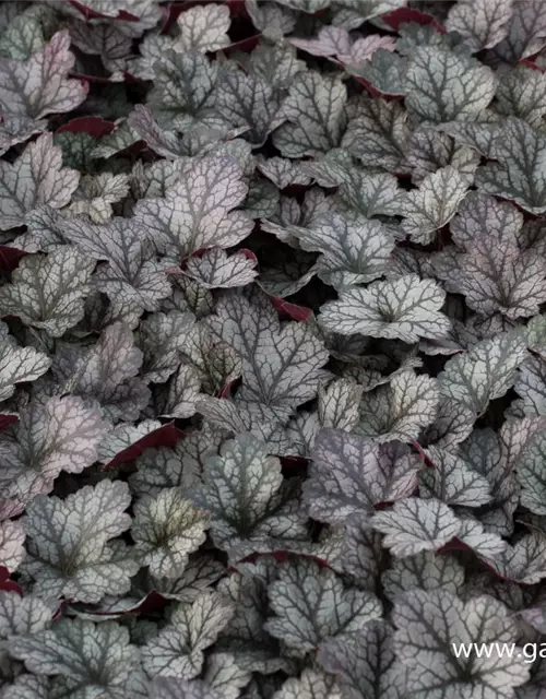 Heuchera x cult.'Glitter' -R-