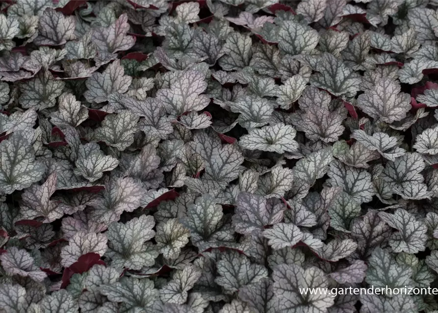 Heuchera x cult.'Glitter' -R-