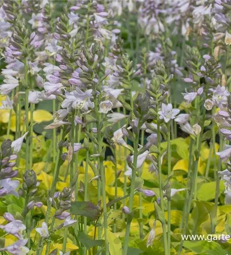 Gelblaubige Garten-Funkie 'August Moon'