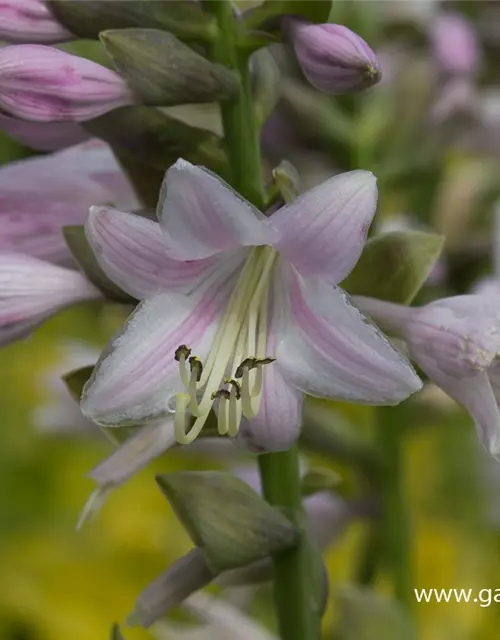 Gelblaubige Garten-Funkie 'August Moon'