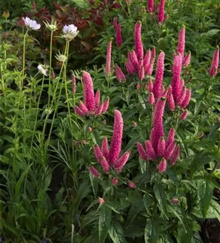 Langblättriger Garten-Ehrenpreis 'First Kiss'