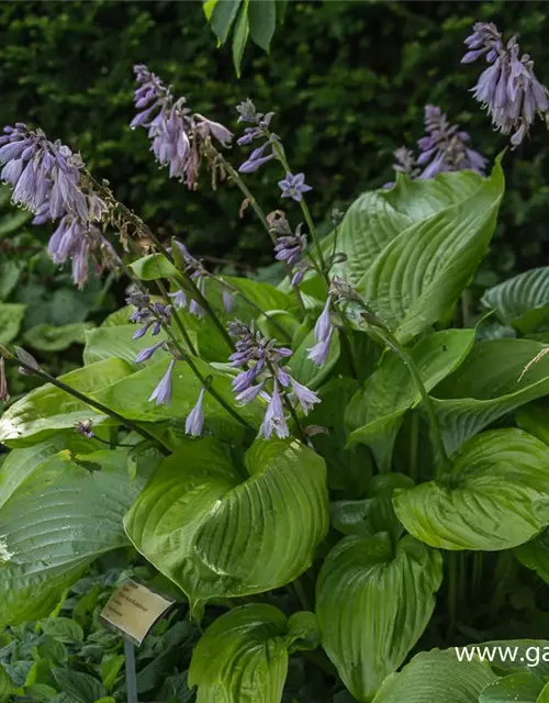 Hosta x cult.'Sum and Substance'