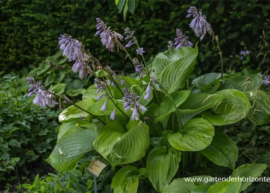 Hosta x cult.'Sum and Substance'