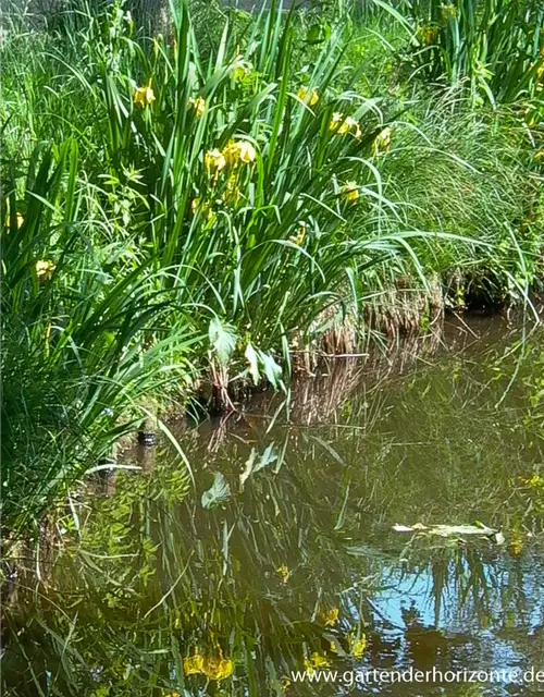 Iris pseudacorus