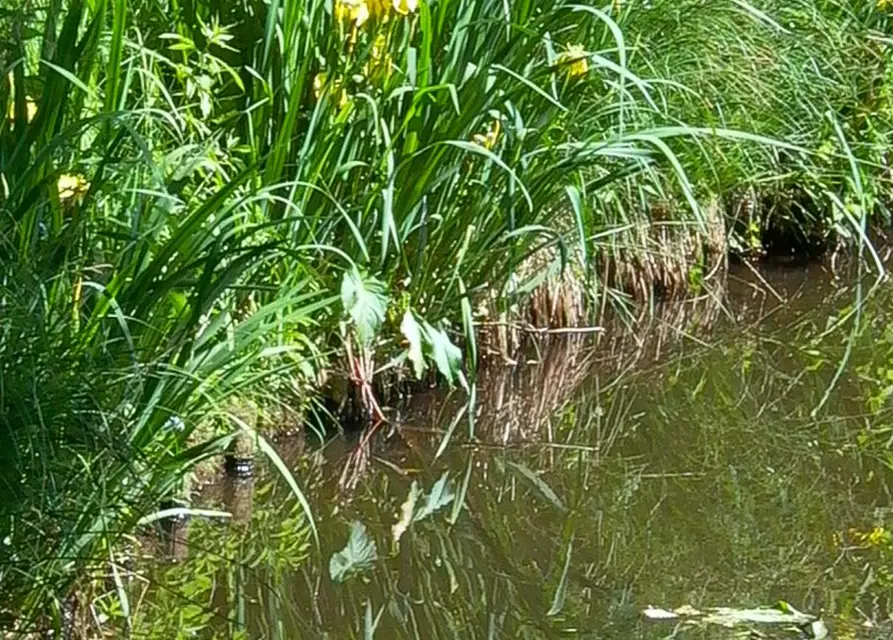 Iris pseudacorus