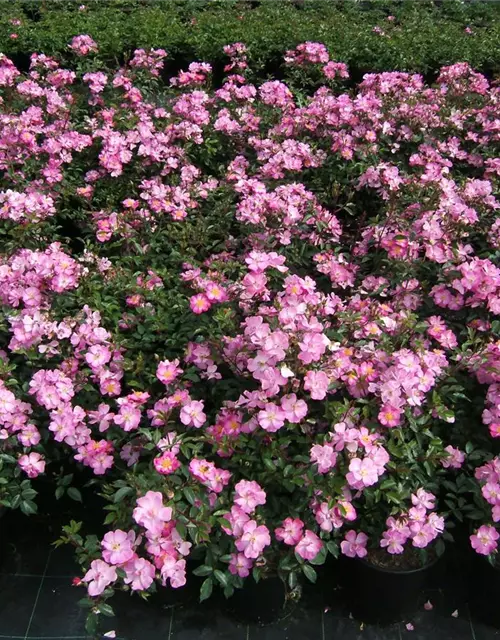 Kleinstrauchrose 'Lavender Dream'®