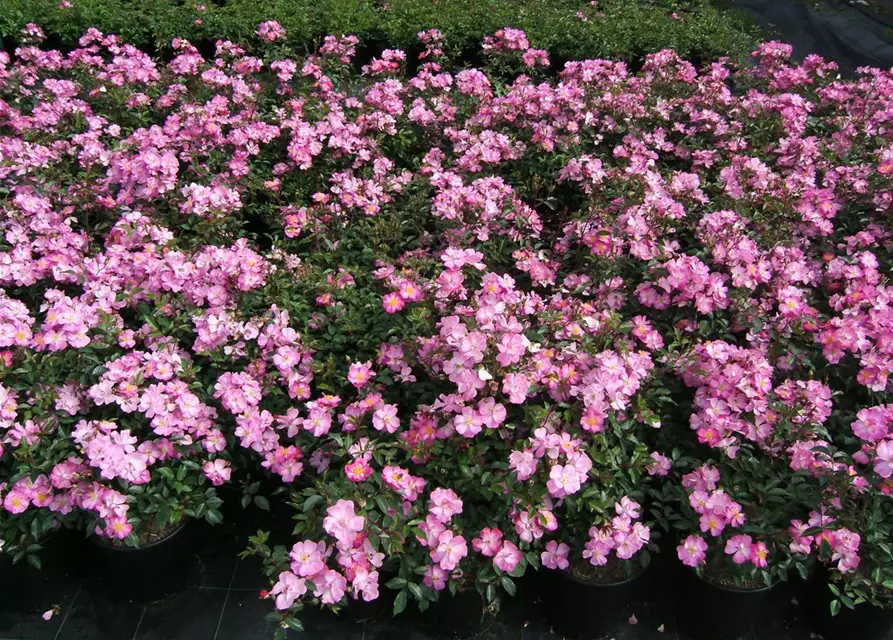 Kleinstrauchrose 'Lavender Dream'®