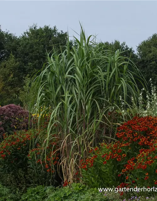 Hohes Garten-Chinaschilf 'Aksel Olsen'