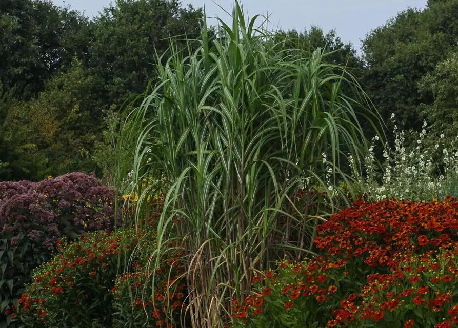 Hohes Garten-Chinaschilf 'Aksel Olsen'