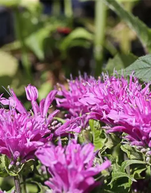 Monarda didyma 'Petite Delight' -R-