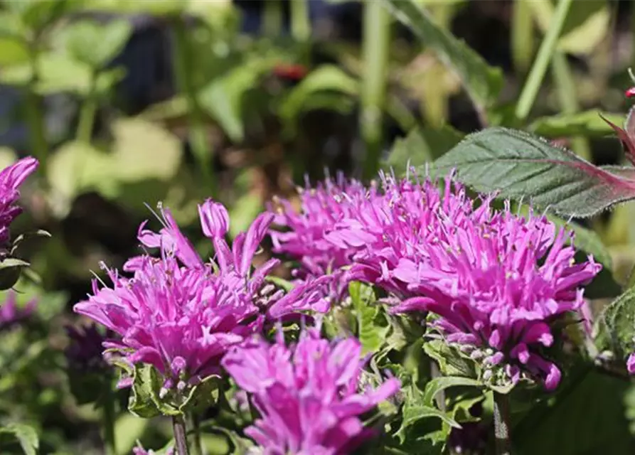 Monarda didyma 'Petite Delight' -R-