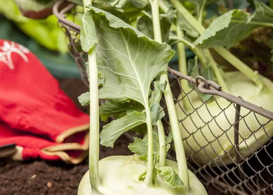 Kohlrabi 'Weißer Delikateß'