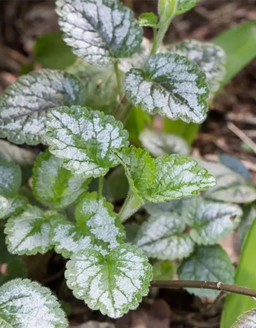 Lamiastrum galeobdolon 'Florentinum'