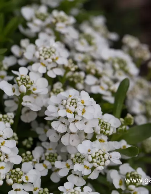 Iberis sempervirens 'Zwergschneeflocke'