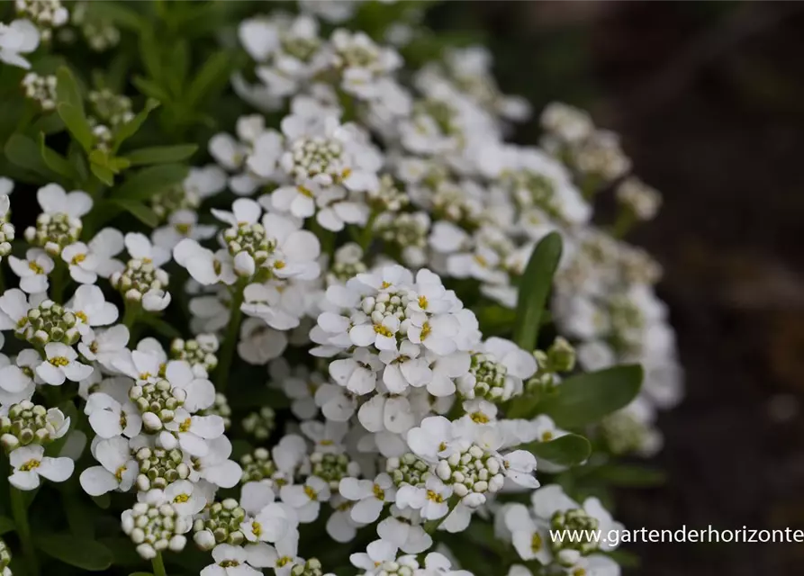 Iberis sempervirens 'Zwergschneeflocke'