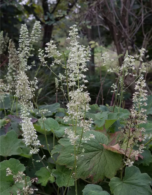 Heuchera villosa var.macrorrhiza