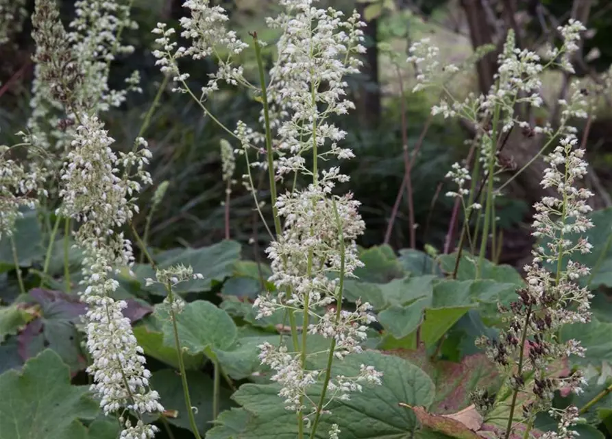 Heuchera villosa var.macrorrhiza