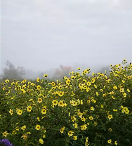 Kleinblumige Garten-Sonnenblume 'Lemon Queen'