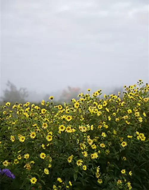 Kleinblumige Garten-Sonnenblume 'Lemon Queen'