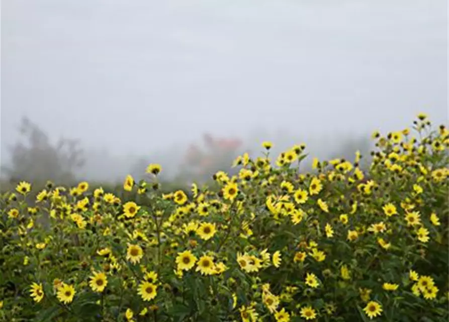 Kleinblumige Garten-Sonnenblume 'Lemon Queen'