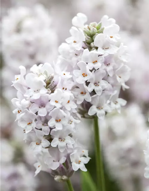 Lavandula angustifolia 'Ellagance Ice'