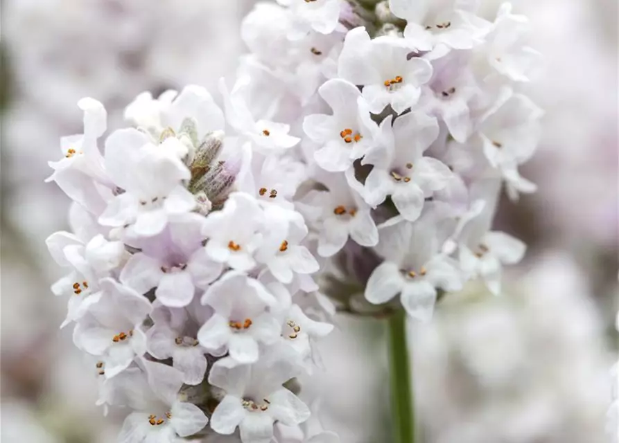 Lavandula angustifolia 'Ellagance Ice'