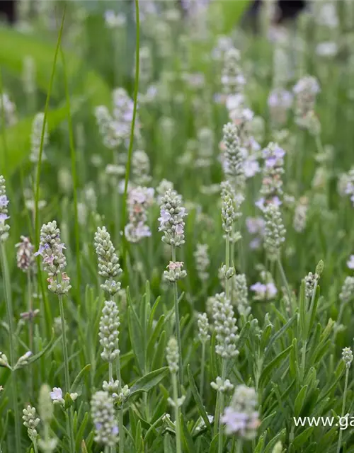 Lavandula angustifolia 'Ellagance Ice'