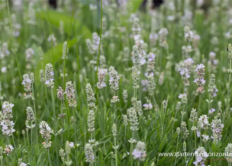 Lavandula angustifolia 'Ellagance Ice'