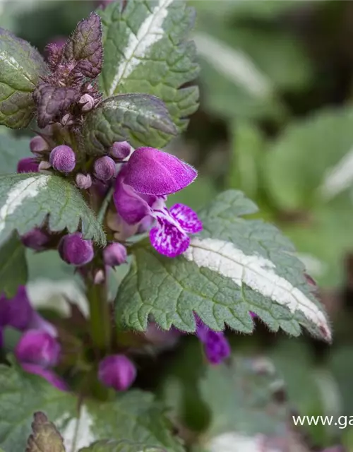 Lamium maculatum 'Chequers'