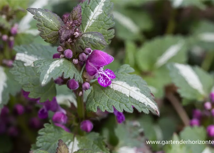 Lamium maculatum 'Chequers'