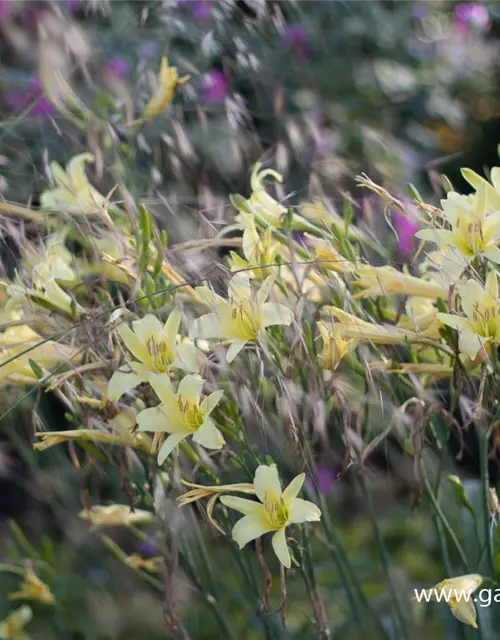 Hemerocallis citrina