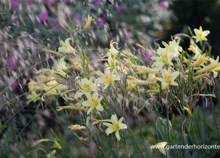 Hemerocallis citrina