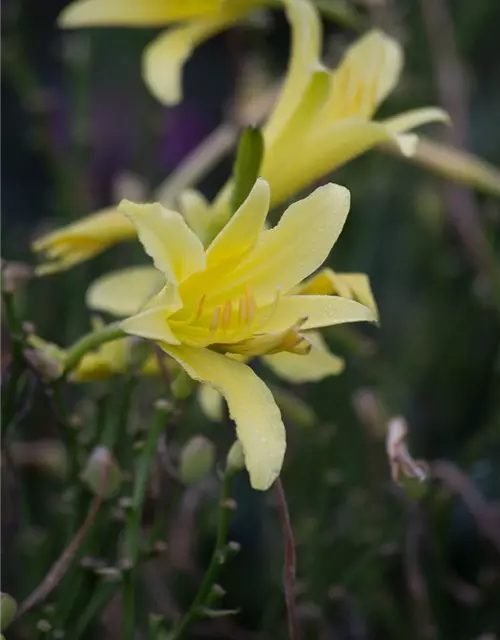 Hemerocallis citrina