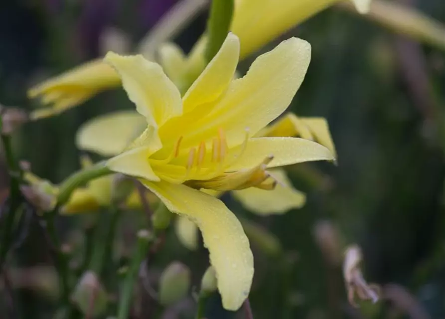 Hemerocallis citrina