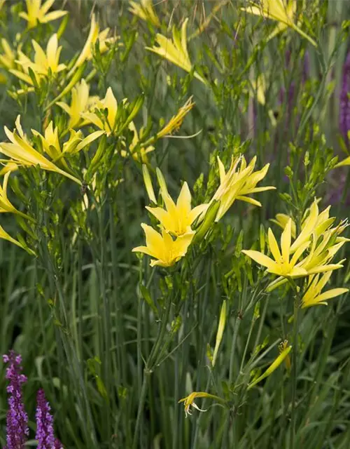 Hemerocallis citrina