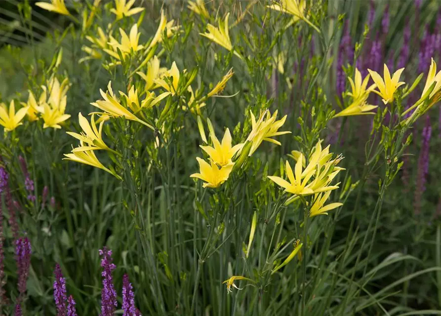 Hemerocallis citrina