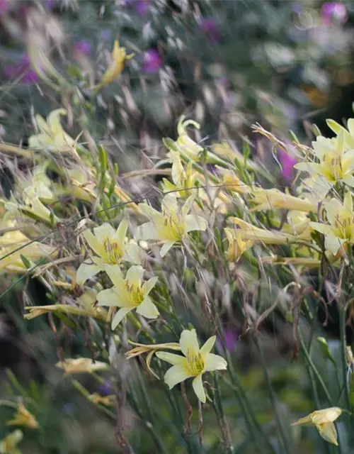 Hemerocallis citrina