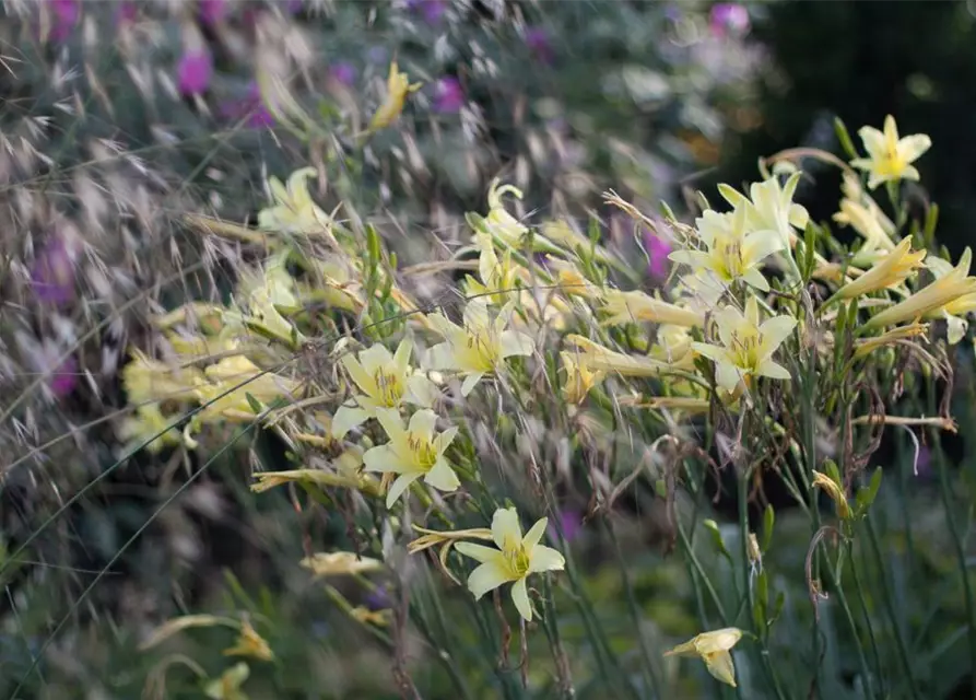 Hemerocallis citrina