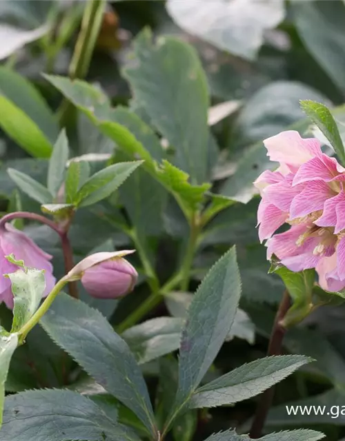 Helleborus x orientalis 'Double Ellen Pink'