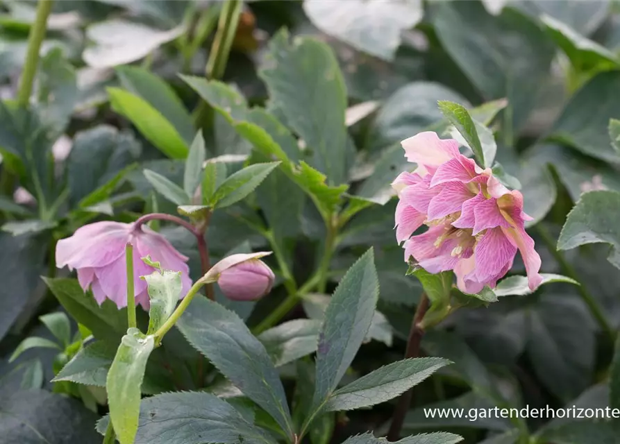 Helleborus x orientalis 'Double Ellen Pink'